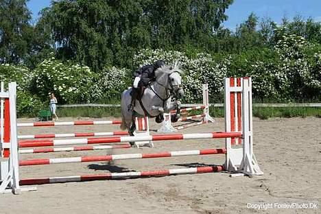 Connemara Pondus - Kæmpe over i Lb ! ( - :D - ) billede 13