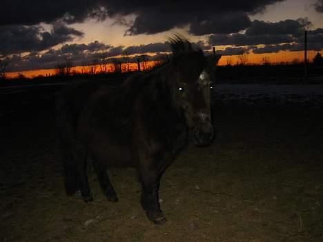 Shetlænder | Kærholms Tulle *udlånt  - Tulle i solnedgang.. billede 2