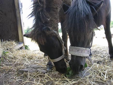 Shetlænder | Kærholms Tulle *udlånt  - Tulle & hendes føl Fie deler et æble :) billede 3