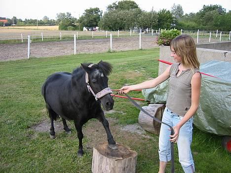 Shetlænder | Kærholms Tulle *udlånt  - Trick Tulle kan ;)  billede 6
