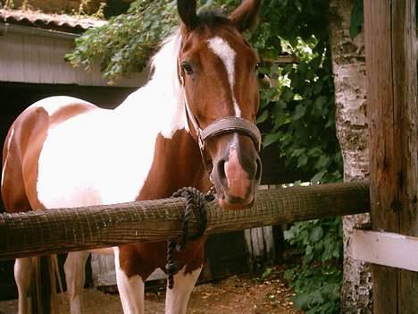 Pinto Lotus (Solgt) - Køn er han, min lille hest <3 Fotograf: mig billede 2