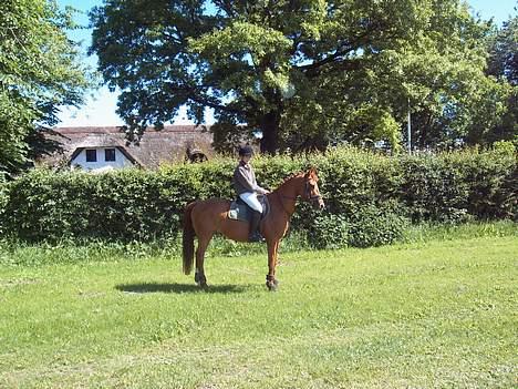 Anden særlig race La Rouge  *SOLGT*  - Første stævne . NTR . 2005  billede 4