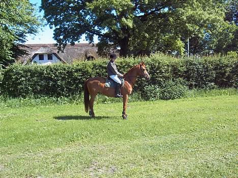 Anden særlig race La Rouge  *SOLGT*  - Første Stævne . NTR . 2005 billede 5