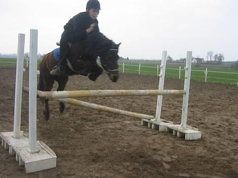 Dartmoor Max Solgt billede 5