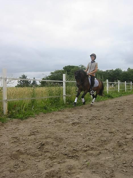 Dartmoor Max Solgt billede 6