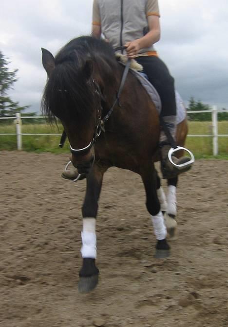 Dartmoor Max Solgt billede 12