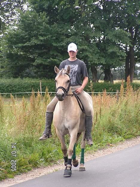 Fjordhest Freja (død) - Freja og Rikke kan ride!! ... her bliver hun skridtet af uden saddel..  billede 8