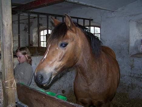 New Forest Lajka R.I.P - Kigger ud a vinduet billede 1