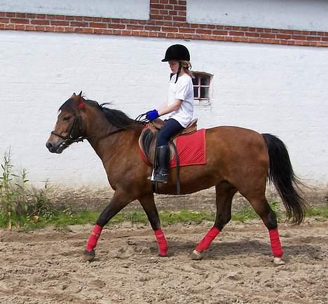 New Forest Lajka R.I.P - Ride billede 2