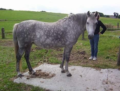 Welsh Pony (sec B) Hårupgård Denise - "Hej, jeg er ved at være RASK:D" Taget efter hun var syg billede 9