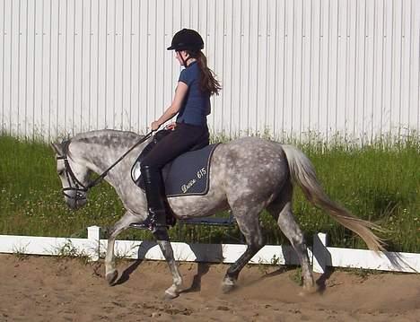 Welsh Pony (sec B) Hårupgård Denise billede 10