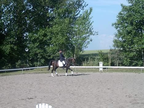 Connemara Bundgaards hingst billede 13