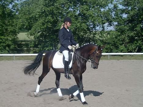 Connemara Bundgaards hingst billede 14