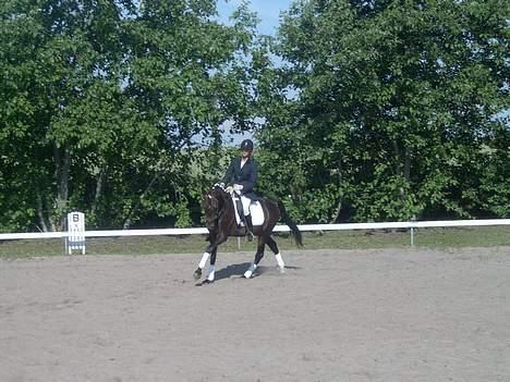 Connemara Bundgaards hingst billede 15