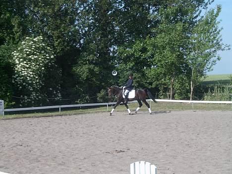 Connemara Bundgaards hingst billede 16