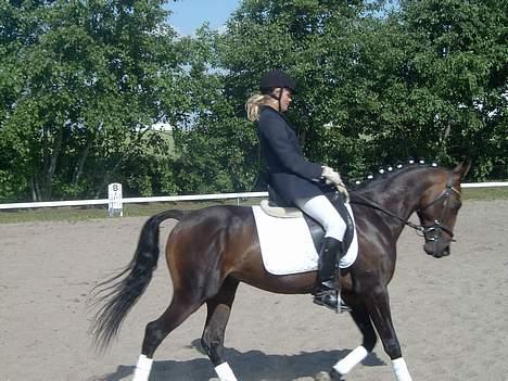 Connemara Bundgaards hingst billede 17