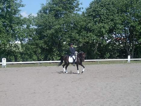 Connemara Bundgaards hingst billede 18