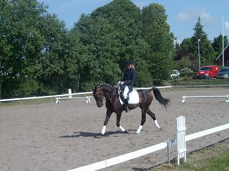 Connemara Bundgaards hingst billede 19