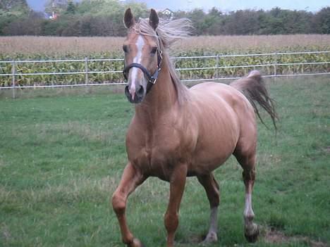 Palomino Soles Amigo - billedet fra hans salgsannonce ... billede 8