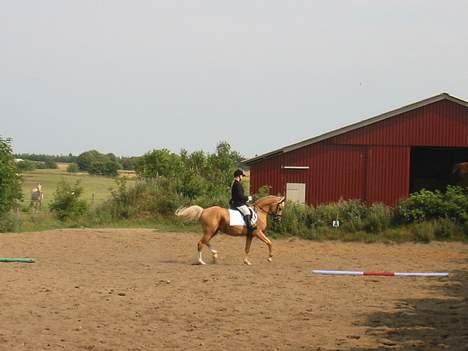Palomino Soles Amigo - fra vores første stævne billede 10