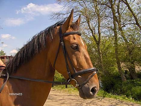 Anden særlig race Charlie (SOLGT) - Charlie´s smukke hoved billede 9