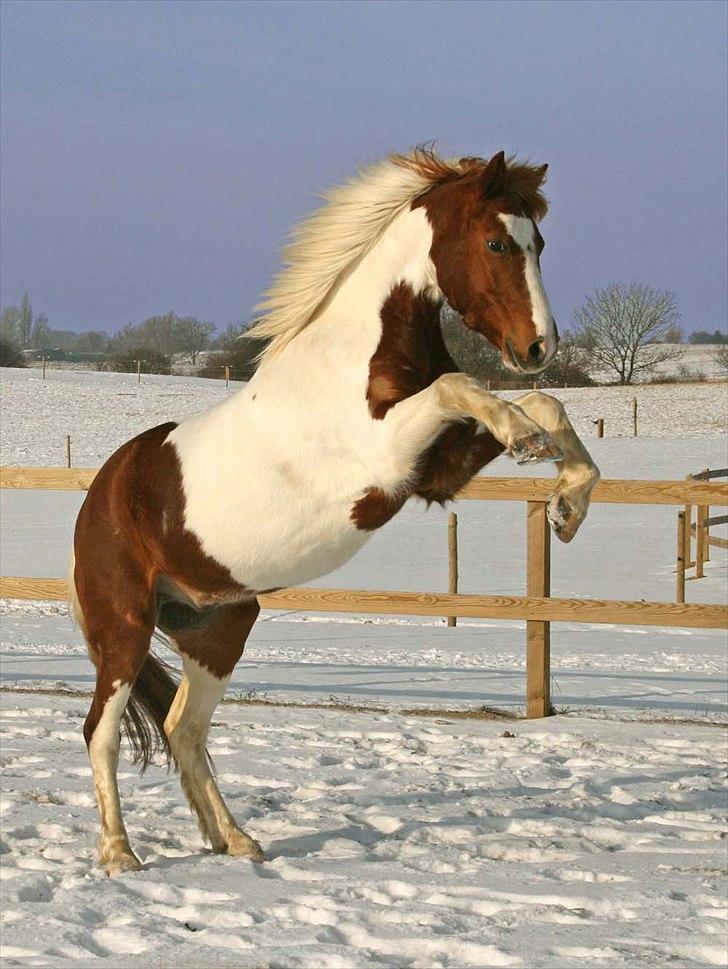 Pinto Blade - Foto: Naja Jensen billede 2