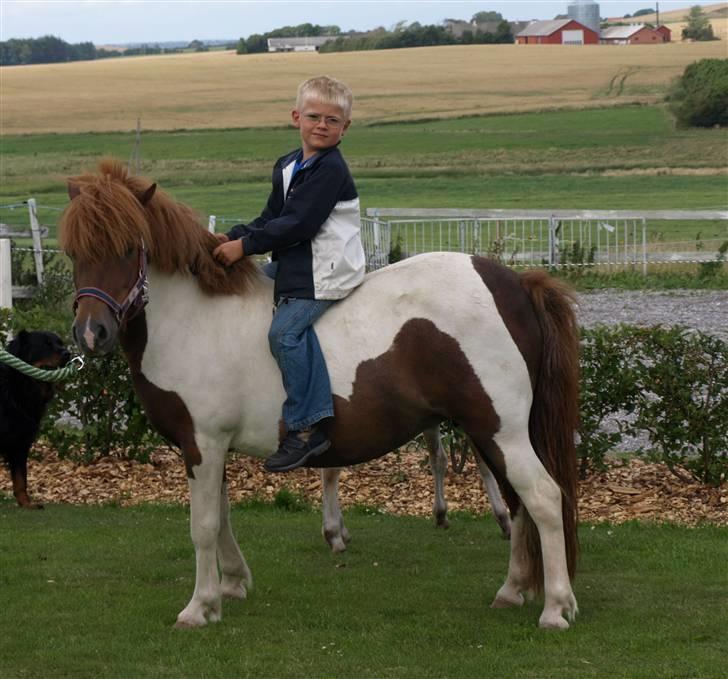 Anden særlig race Søgaards Beauty - Fætter Karl på 6år får en tur på Beauty billede 10