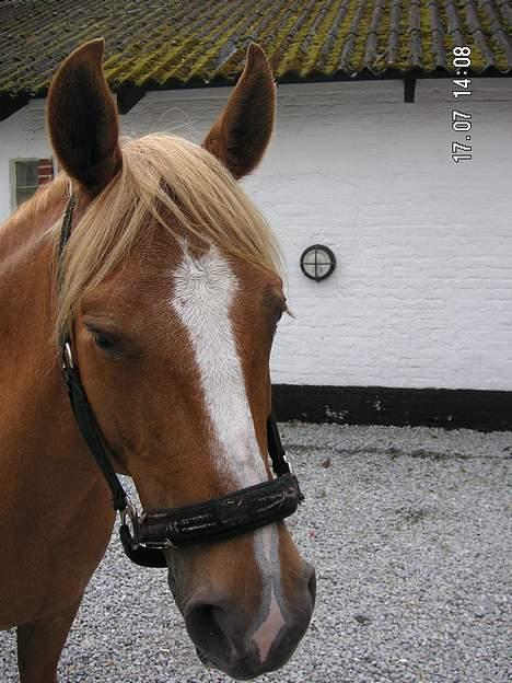 Anden særlig race Debbie  billede 16