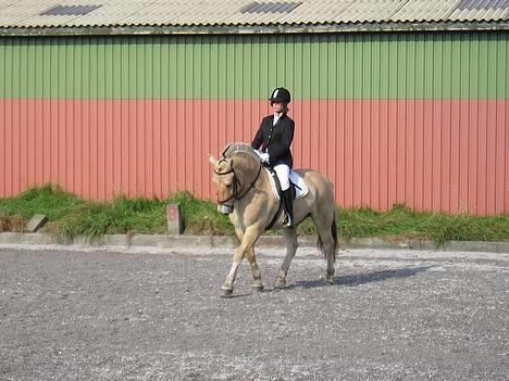 Fjordhest Bølle Bob solgt - iiih, så Flot han er <333 billede 1