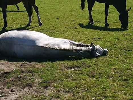 Dansk Varmblod La-Troya - solgt. - Troysen tager sig lige en bette ruller ! billede 5