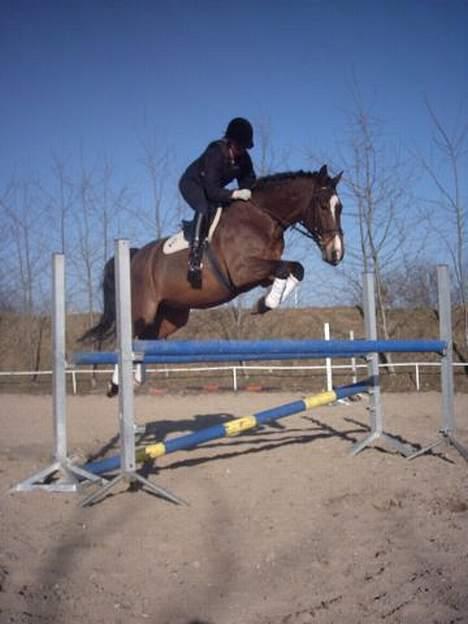 Anden særlig race Bøgelunds Zarina Udlånt - Det er så Zarinas far Bøgelunds Zar. Som nu er blevet kasteret for nogle år siden! billede 7
