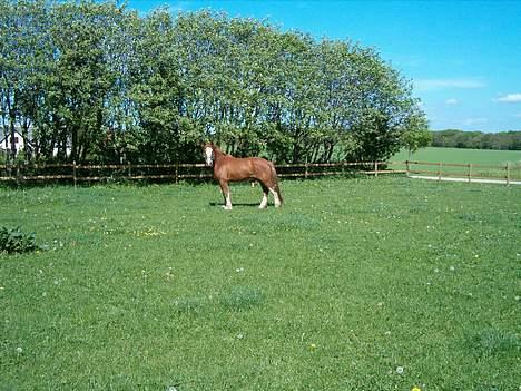 Tinker Milton billede 4