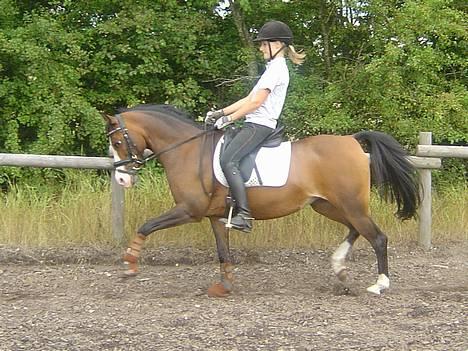 Anden særlig race Candy  - træning trav en sommerdag, fotograf - kristine :) billede 2