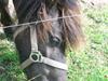 Shetlænder bella [Tidl. hest]