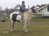 Irish Cob Bakkegårdens Shakira [Tidl. hest]
