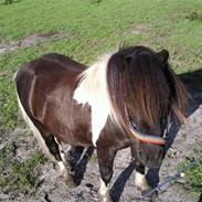 Shetlænder **Baloo**