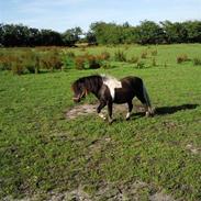 Shetlænder **Baloo**