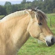 Anden særlig race  Mickey