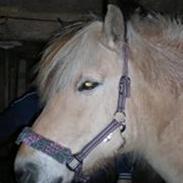 Anden særlig race  Mickey