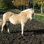 Anden særlig race  Mickey