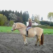 Anden særlig race  Mickey