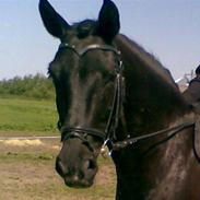 Anden særlig race Franzen