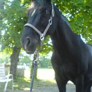 Anden særlig race Franzen