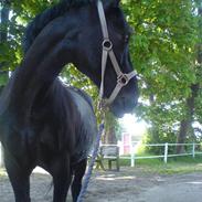 Anden særlig race Franzen