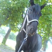 Anden særlig race Franzen