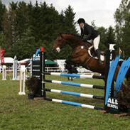 Holstener Achileus (Amigo) 