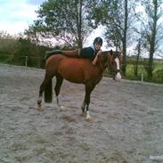 Tysk Sportspony Artos SOLGT!