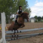 Anden særlig race Laban *solgt*