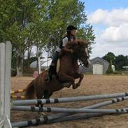 Anden særlig race Laban *solgt*