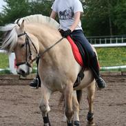 Fjordhest Stald Kiels Effekt